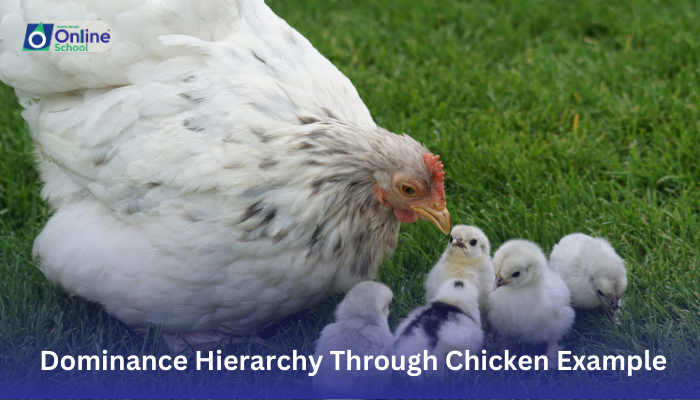 Lesson 22: Explanation of Dominance Hierarchy Through Chicken Example